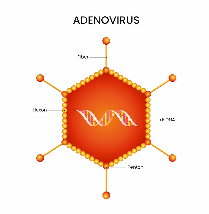 Adenovirus Symptoms What Triggers This Common Virus
